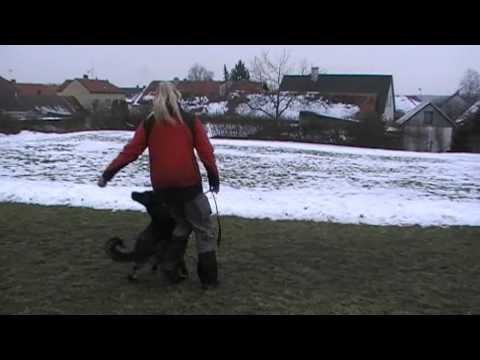 Cassiopea Yucero Bohemia - Obedience