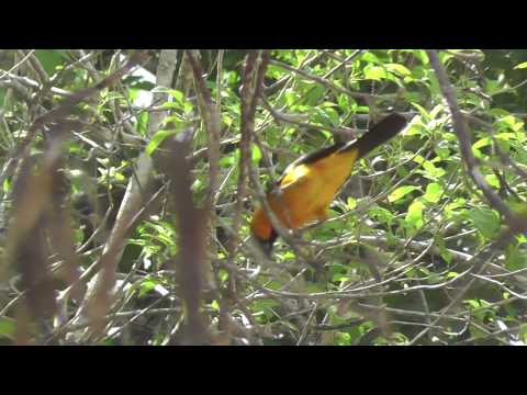 Trupiál maskový (Icterus cucullatus) — spev a hlas v prírode