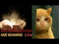 KISAH NABI MUHAMMAD SAW KEISTIMEWAAN MUEZZA KUCING RASULULLAH SAW KISAH BENAR