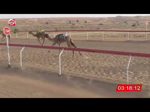  ش 18 (الشبابيه) لـ عبدالله رغش بن طبازا العامري 8:01 , شارة الديوان 2026/3/02 لقايا الجبيب