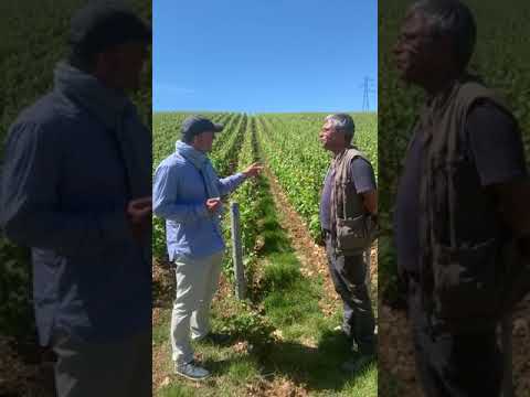 Champagne Alexandre Bonnet 3