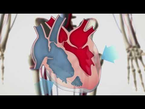 The cardiovascular system
