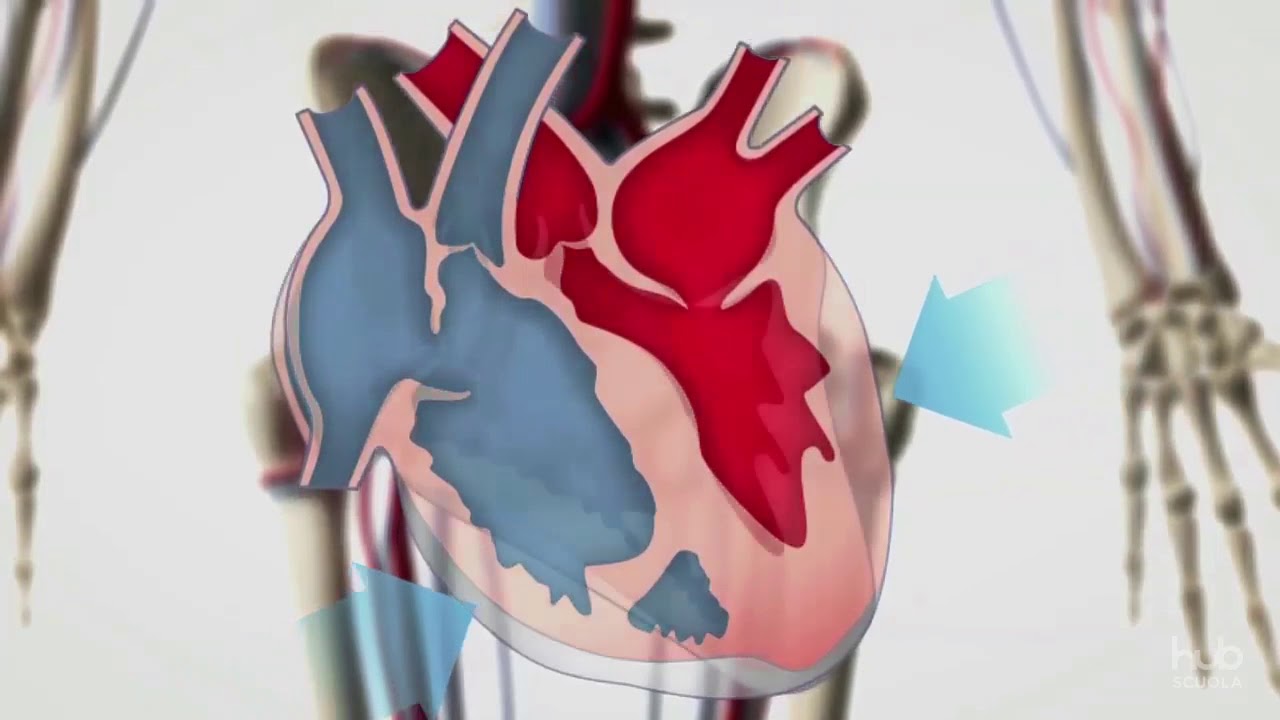 L'apparato cardiocircolatorio