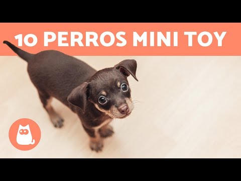 TOP 10 MINIATURE OR TOY DOG BREEDS