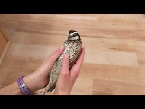 Male Bobwhite Quail Going to Sleep // Bobwhite Quail sound
