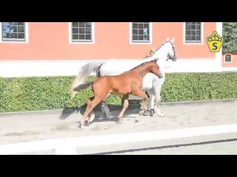 SWB Elitfölauktion 2015 - 12. Chocolát CM e. Blue Hors Zack - Rubinrot