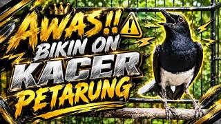 Download lagu Suara Burung Kacer Gacor Ngeplong Tarung Terampuh Buat Pancingan Kacer Agar Cepat EMOSI mp3