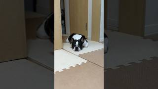 無言の圧力凄い💦今すぐお散歩に行きたくて玄関で待機するフレブル😂