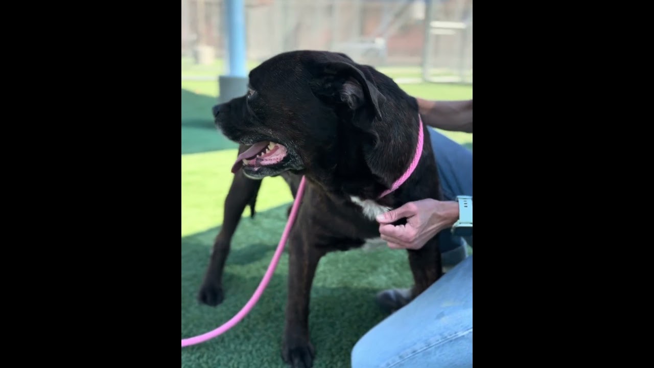 Enlarge Maverick, a Adoptable mixed breed in North Tustin, CA video 5/6