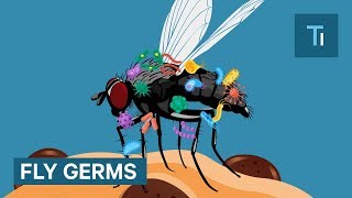 What Really Happens When A Fly Lands On Your Food