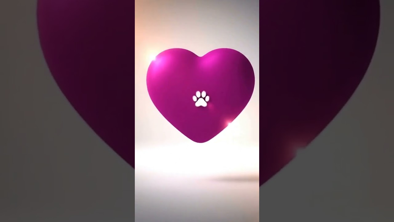 Cachorro raça SRD-ViraLata idade 1 ano nome Dick