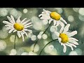 Daisies Bokeh Background Step By Step Watercolour Tutorial