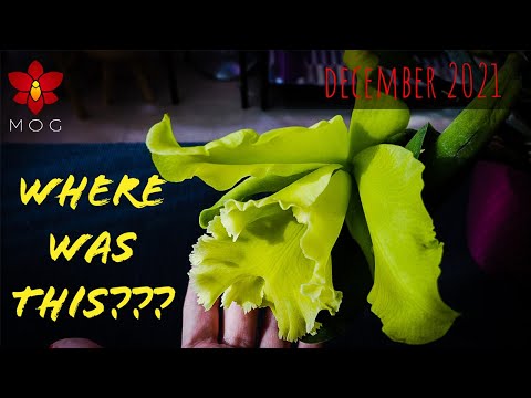 Orchid and Plant Room Highlights December 2021 - I forgot I had this Green Flowered Orchid! 😍