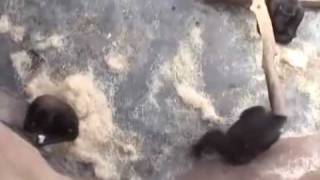 Oběd _Kamba se nedala 2806 2010 .wmv Oběd _Kamba se nedala 2806 2010 .wmv