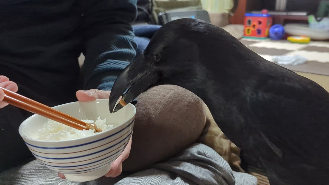 甘えておすそ分けをおねだりするハッピー