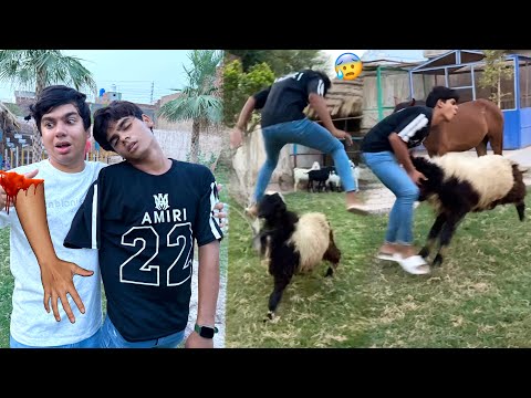 Panda Ny Subhan Ka Haath Toor Dea 😰