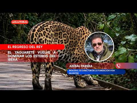 Avistamiento de yaguaretés en Concepción - Aníbal Parera Biólogo