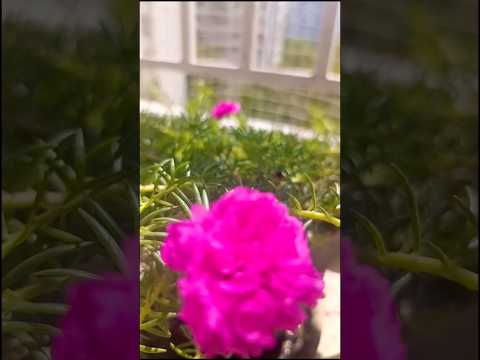 Blooming glowing flower🪴🌸☺#shorts #flowers #diewithsmile