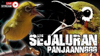 Download lagu 🔴  LIVE Masteran Pleci Witwitwit Sejalur Panjang mp3