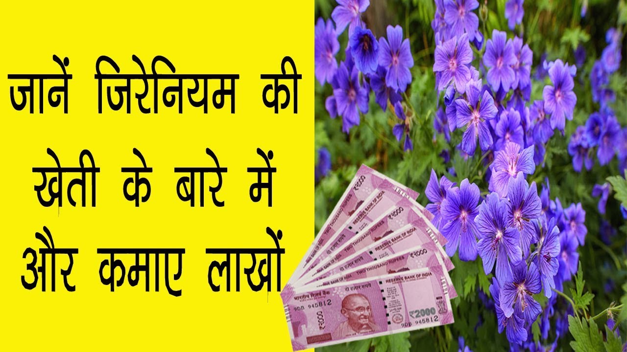 मिशन ग्रामसभा : जिरेनियम की फसल से होगा किसानों को फायदा
