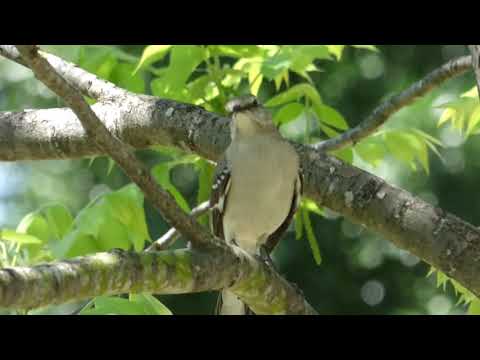 nature in my backyard episode 274 (HD)