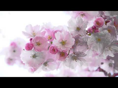 Kyoto Garden Cherry Blossom: 3 HOURS Oriental Zen Music