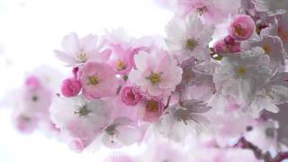 Kyoto Garden Cherry Blossom: 3 HOURS Oriental Zen Music
