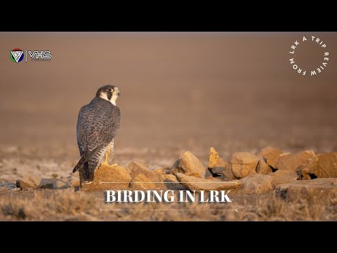 Birding in LRK - Little Rann of Kutch #birding