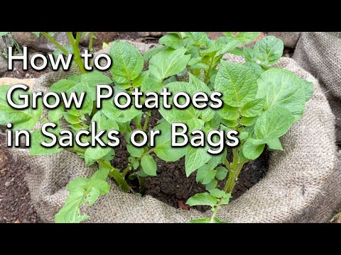Planting Potatoes in Grow Bags - Grow NO DIG Potatoes at home Planting to Harvest - With Results