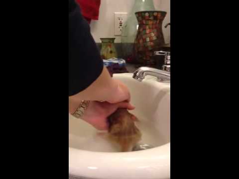 Bathing a newborn kitten