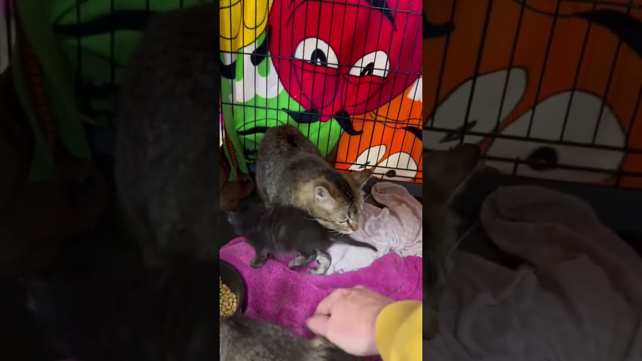 Enlarge Mouse, a Adoptable Domestic Short Hair in Ferndale, WA video 5/5