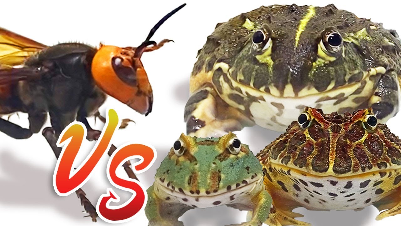 Queen of the Giant Hornet vs. the Frog Army