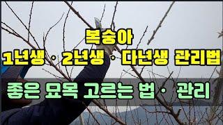 복숭아 년도별 관리법과 좋은 모종 고르는 법