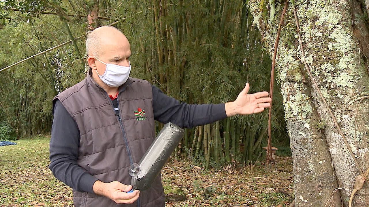 Abelhas sem  ferrão – Como fazer iscas para atrair enxames