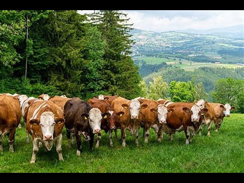 LIKA DANAS - LIČKO SELO ČOJLUK PORED UDBINE.