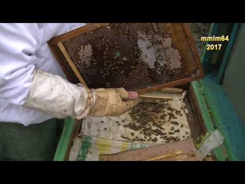 Albinele in Februarie P 1 2017