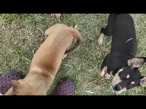 Anjing penjaga rumah