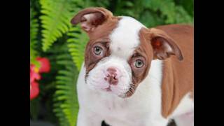 Video preview image #1 Boston Terrier Puppy For Sale in MYERSTOWN, PA, USA