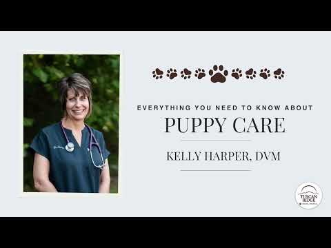 Everything You Need to Know About Puppy Care