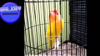 Download lagu MASTERAN | ~lovebird mp3~ mp3