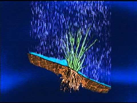 Bioingeniería Vetiver | LA PLANTA