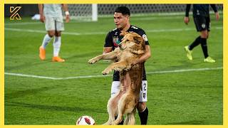 When Your Dog Surprises Soccer Players in the Most Unexpected Way!