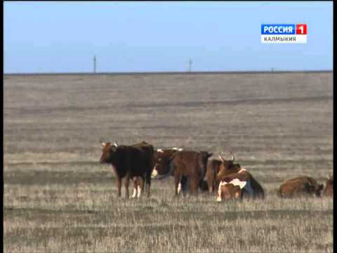 Вести «Калмыкия»: выпуск 25.11.2015 на калмыцком языке