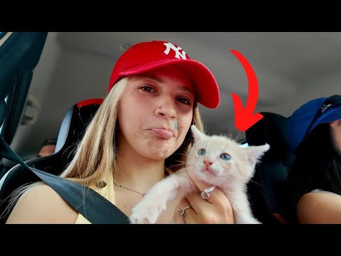 ADOPT ANOTHER CAT...