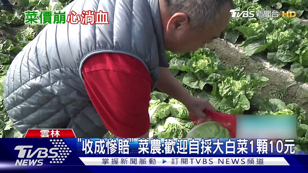 「收成慘賠」　菜農：歡迎自採大白菜1顆10元