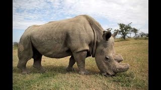 Sudan dies at Ol Pejeta in Laikipia - VIDEO