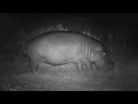 Djuma: Hippo out grazing - 20:45 - 03/07/21