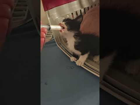 Vídeo de Gatinho