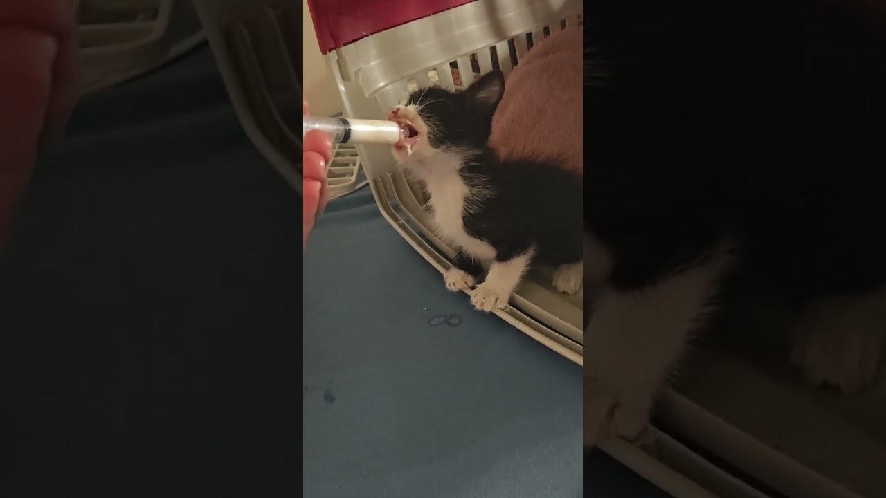 Gato raça SRD-ViraLata idade Abaixo de 2 meses nome Gatinho