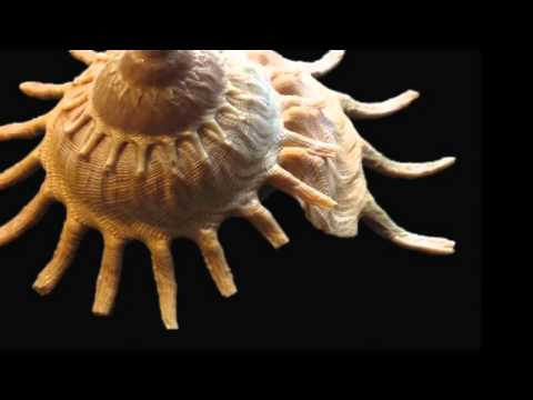 De man van je leven - Arthur Japin